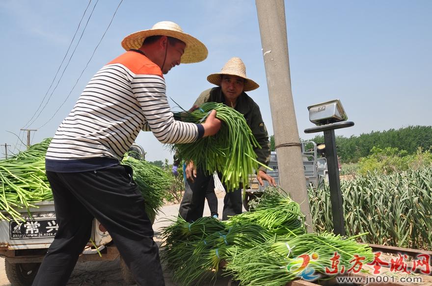 金乡蒜苔价格行情最新分析