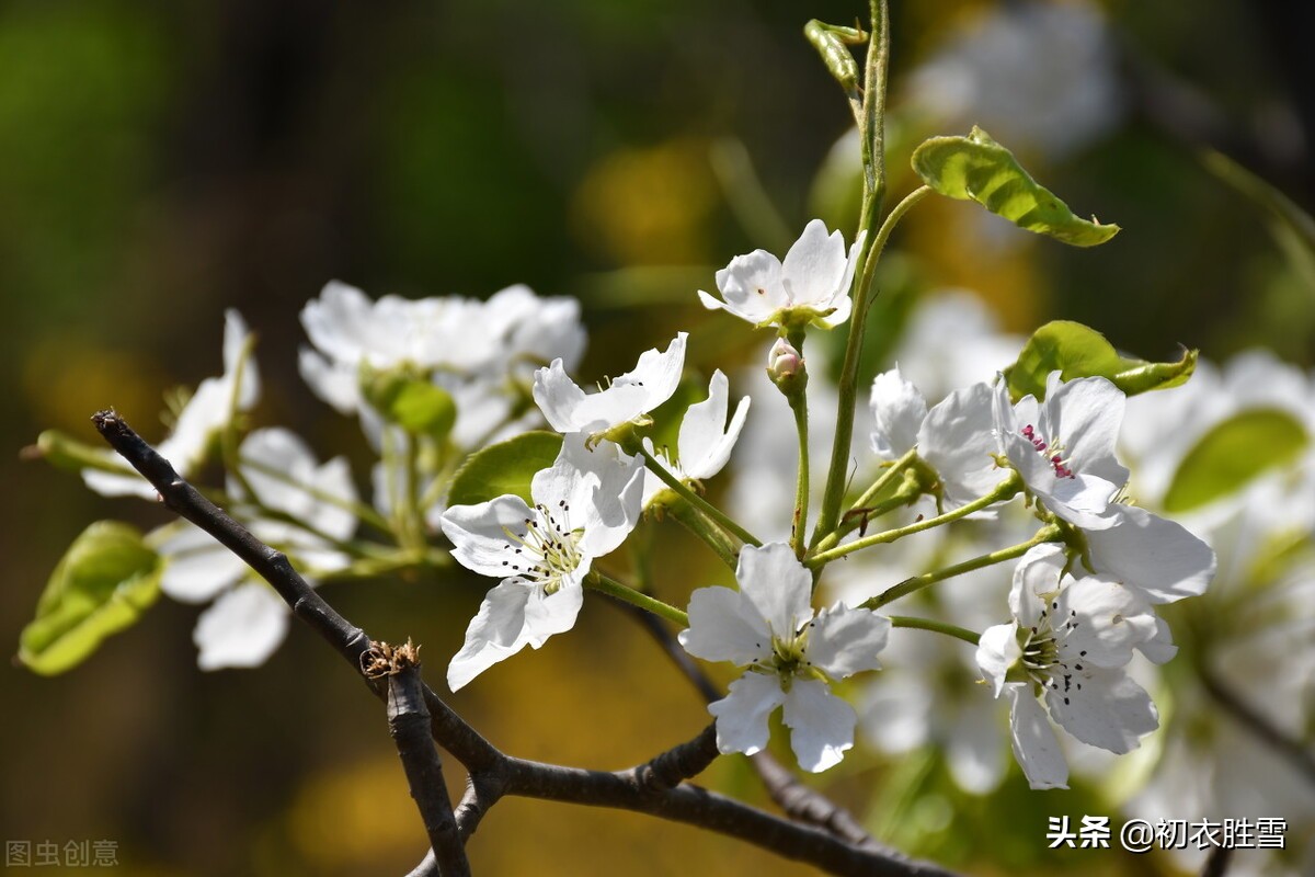 梨花属于什么生肖,预测分析说明_纪念版24.267