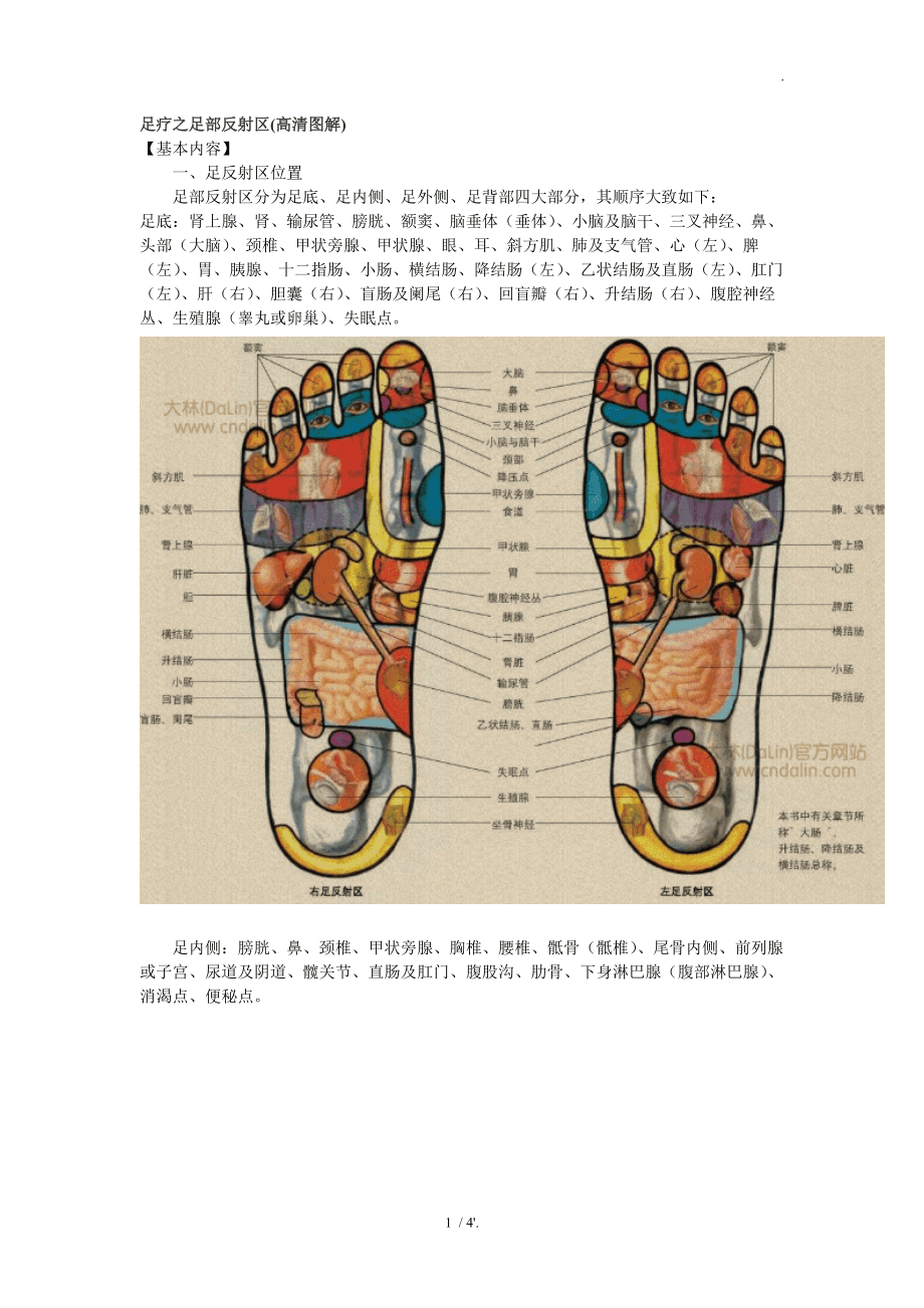 最新足部反射区示意图