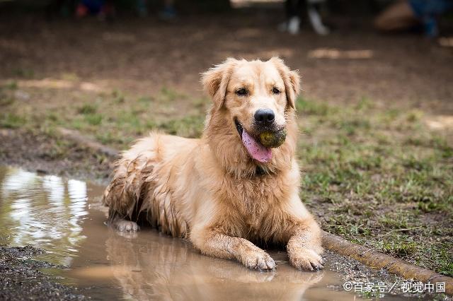 掌握金毛犬训练技巧，轮胎金毛最新视频教程