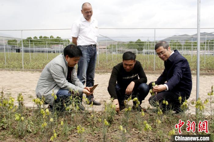 香港资料大全正版资料2024年免费,动态词语解释落实_精英版201.123