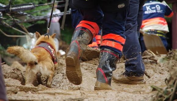 最新科目犬全方位解读与选择指南，训练犬只出售