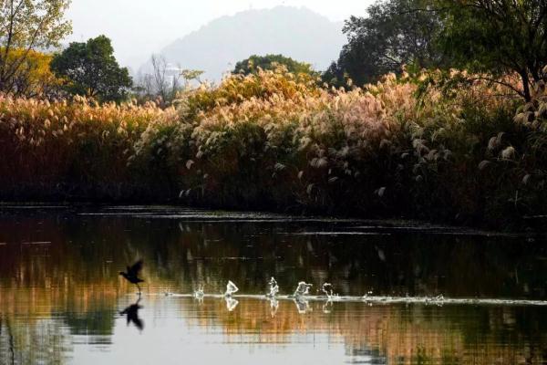 龙新芦专线最新时刻表全面解析