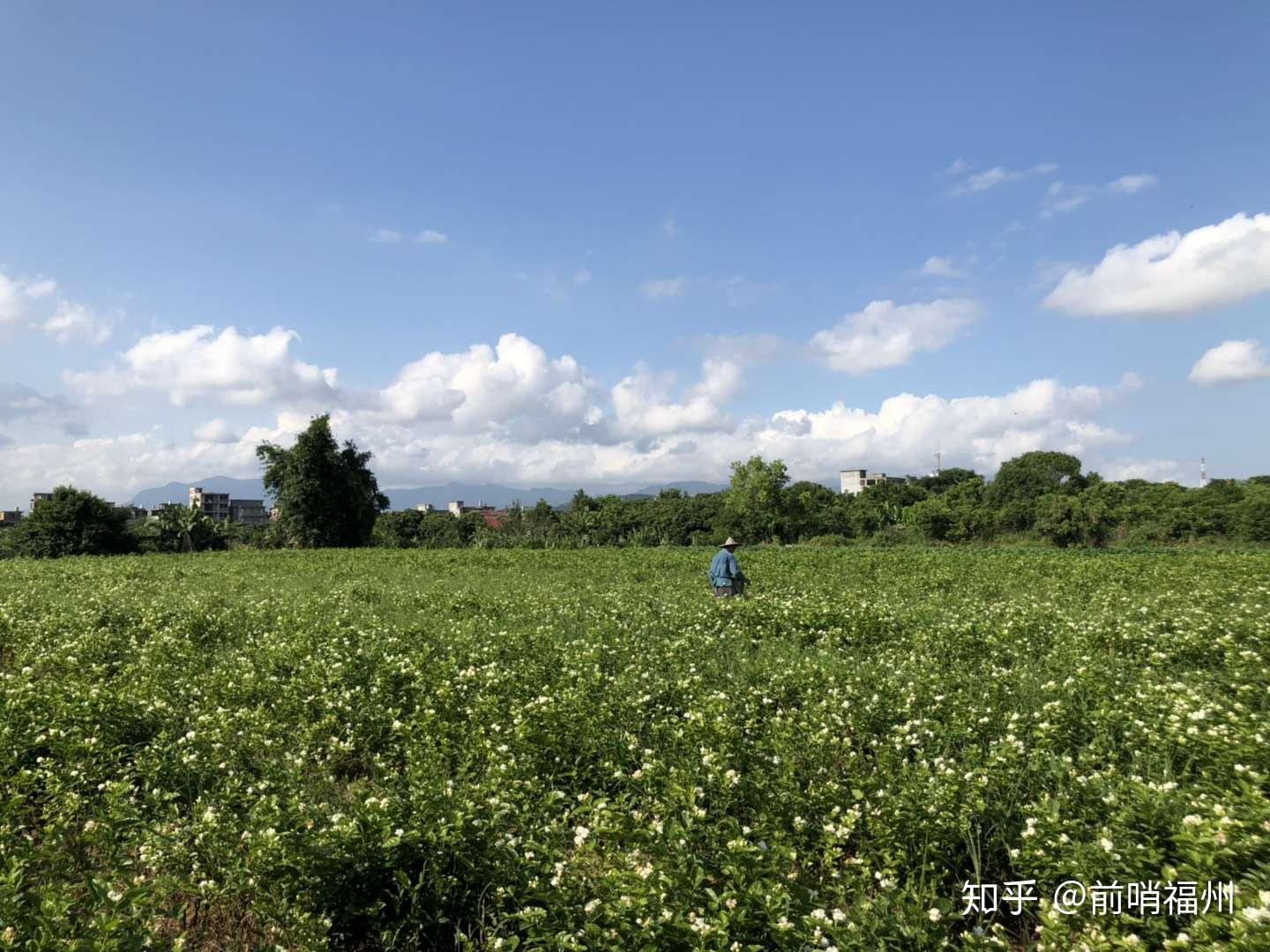 龙祥岛开发最新动态，未来繁荣与机遇展望