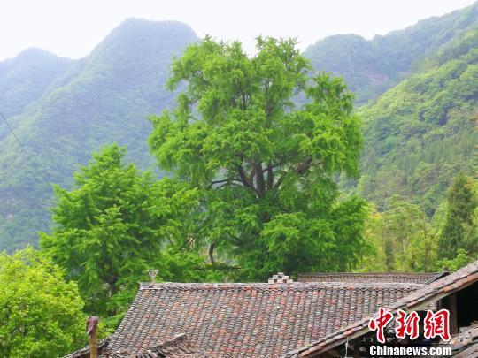 果达村典范项目，引领乡村发展新篇章