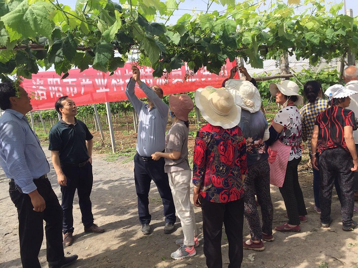 偃师市科技局项目进展与创新探索最新动态